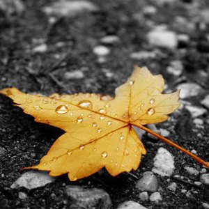 业余自由色XXX视频
